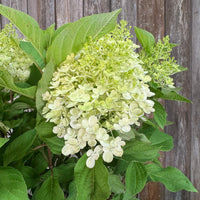 Light Yellow Hydrangea Flower seeds for Planting - Cut Flower Favorite, Heirloom & GMO Free Seeds for Home Garden