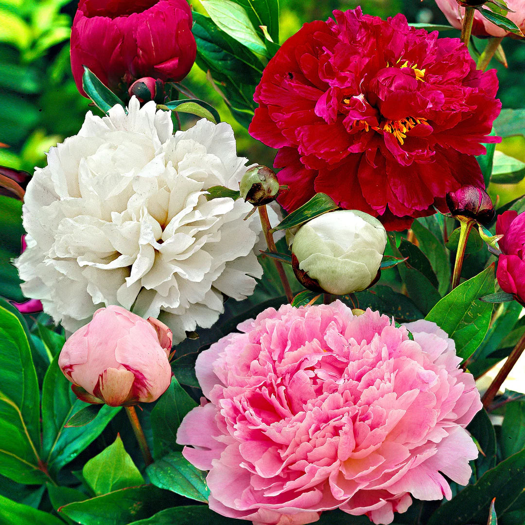 Mixed Paeonia Suffruticosa Flower seeds for Planting Cottage Garden Essential Heirloom & GMO Free Seeds for Home Garden 
 
 Sale