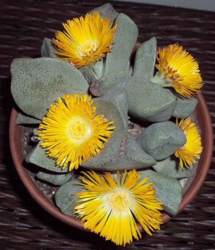 Pleiospilos Flower seeds for Planting Premium Quality Heirloom & GMO Free Seeds for Home Garden