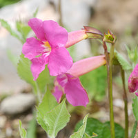 Incarvillea Delavayi Flower seeds for Planting - Shade Tolerant, Heirloom & GMO Free Seeds for Home Garden