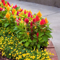Heirloom Celosia Flower seeds for Planting Easy to Grow Heirloom & GMO Free Seeds for Home Garden