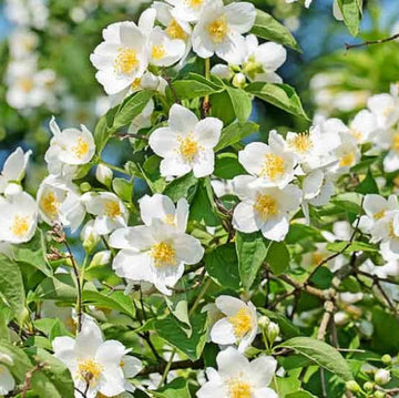 Heirloom Philadelphus Lewisii Flower seeds for Planting Easy to Grow Heirloom & GMO Free Seeds for Home Garden