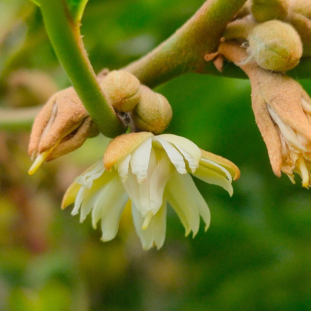 Mimusops Flower seeds for Planting Garden Favorite Heirloom & GMO Free Seeds for Home Garden 
 
 Sale