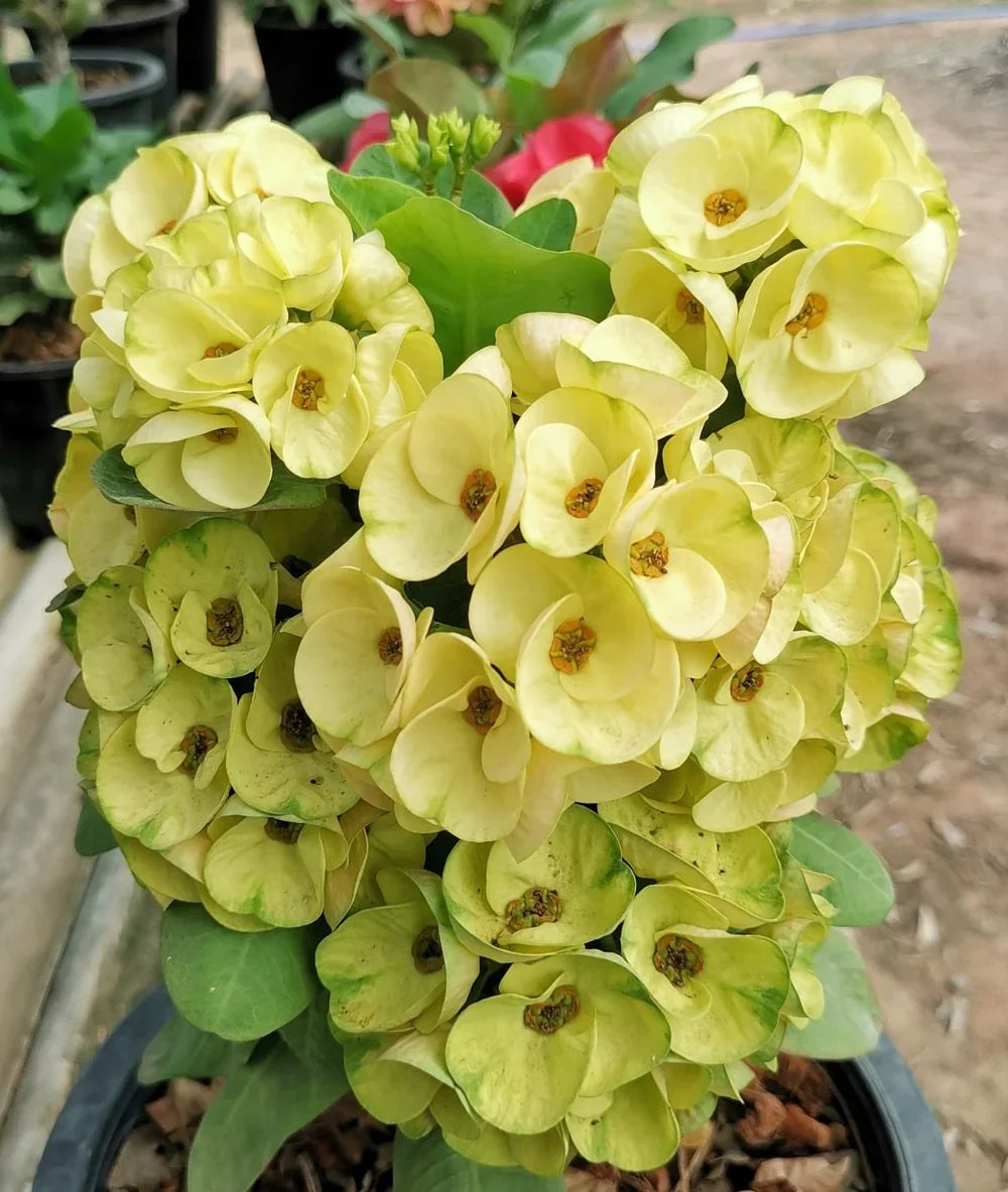 Yellow Euphorbia Flower seeds for Planting Premium Quality Heirloom & GMO Free Seeds for Home Garden 
 
 Sale