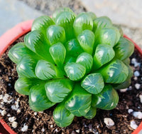 Haworthia Cooperi Flower seeds for Planting - Compact Growth, Heirloom & GMO Free Seeds for Home Garden