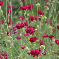 Red Macedonica Flower seeds for Planting - Perfect for Borders, Heirloom & GMO Free Seeds for Home Garden