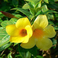 Pentalinon Luteum Flower seeds for Planting Hardy Variety Heirloom & GMO Free Seeds for Home Garden