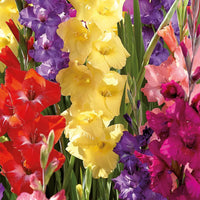 Perennial Gladiolus Flower seeds for Planting Perfect for Borders Heirloom & GMO Free Seeds for Home Garden