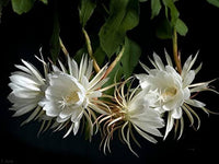 Epiphyllum Oxypetalum Flower seeds for Planting - Pollinator Friendly, Heirloom & GMO Free Seeds for Home Garden