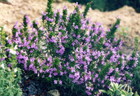 Purple Savory Satureja Flower seeds for Planting - Drought Tolerant, Heirloom & GMO Free Seeds for Home Garden