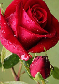 Full Red Rose Flower seeds for Planting - Long Bloom Season, Heirloom & GMO Free Seeds for Home Garden