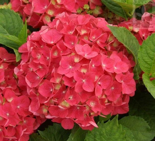 Green Red Hydrangea Flower seeds for Planting - Low Maintenance, Heirloom & GMO Free Seeds for Home Garden