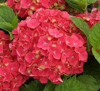 Green Red Hydrangea Flower seeds for Planting - Low Maintenance, Heirloom & GMO Free Seeds for Home Garden