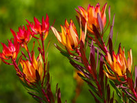Leucadendron Salignum Conebush Flower seeds for Planting Hardy Variety Heirloom & GMO Free Seeds for Home Garden
