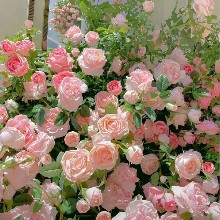 Pink Climbing Rose Flower Seeds Creeper Pink Rose Seeds Flower Seeds Flower seeds for Planting Pollinator Friendly Heirloom GMO Free Seeds for garden