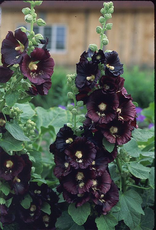 Dark Purple Althaea Rosea Flower Seeds for Planting Compact Growth Heirloom & GMO Free Seeds for Home Garden
 
 Sale