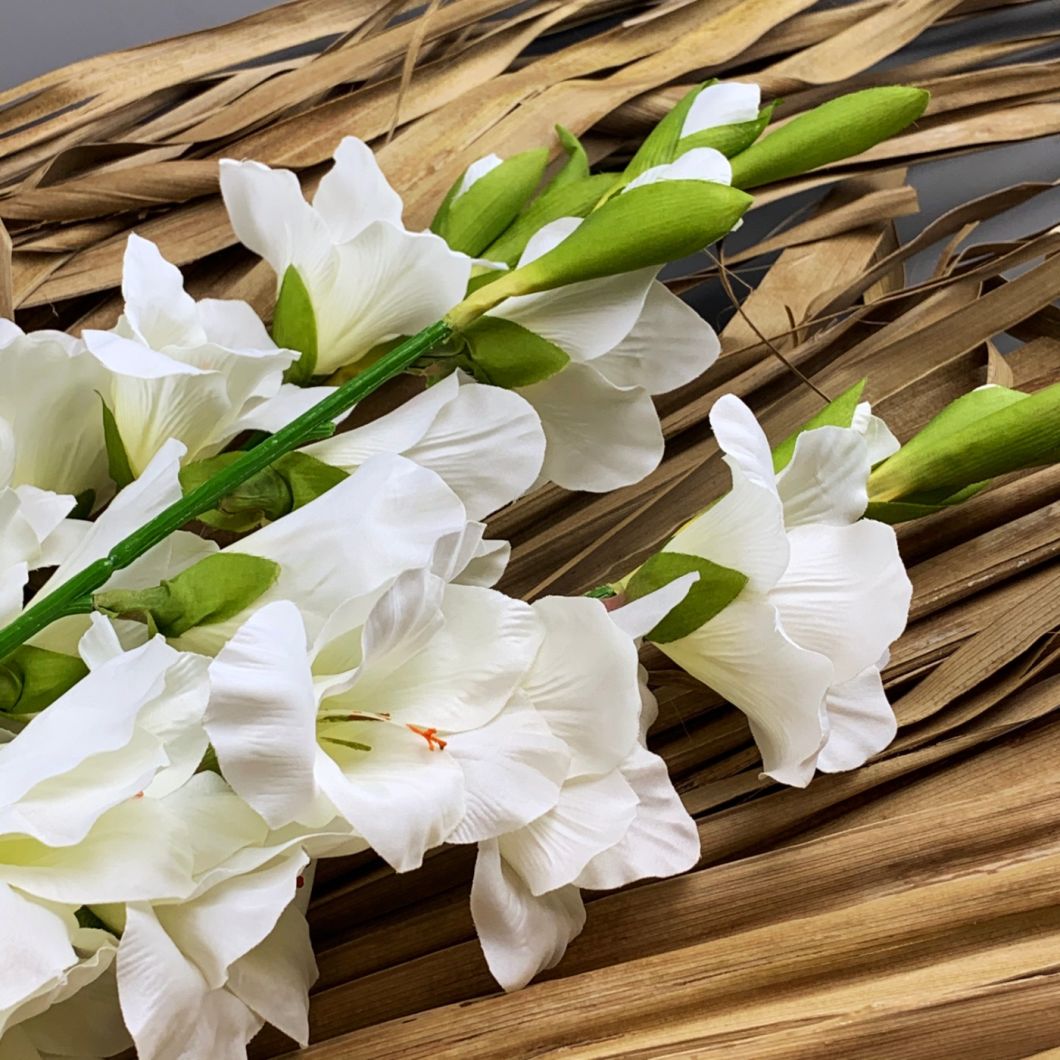 Cream White Gladiolus Flower seeds for Planting Full Bloom Heirloom & GMO Free Seeds For Home Garden 
 
 Sale