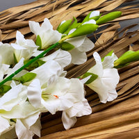 Cream White Gladiolus Flower seeds for Planting Full Bloom Heirloom & GMO Free Seeds For Home Garden 
 
 Sale
