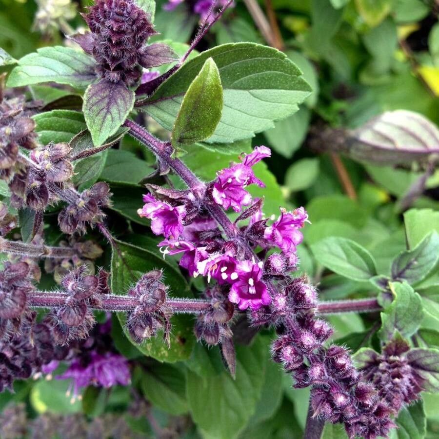 Ocimum Flower seeds for Planting, Fragrant Blossoms Heirloom & GMO Free Seeds for Home Garden