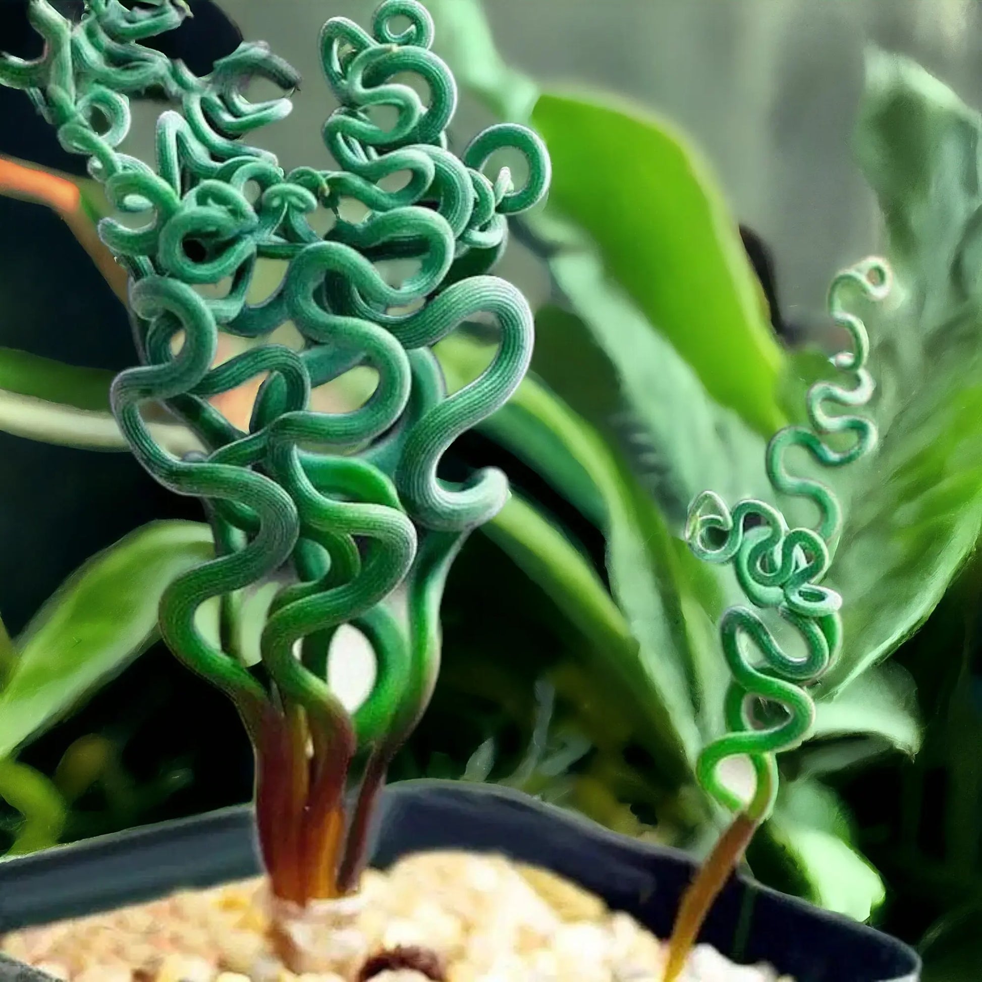 Heirloom Spiralis Flower seeds for Planting Easy to Grow Heirloom & GMO Free Seeds for Home Garden