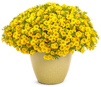 Yellow Superbells Calibrachoa Flower seeds for Planting - Cut Flower Favorite, Heirloom & GMO Free Seeds for Home Garden