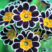 Black Yellow Primula Malacoides Seeds for Planting Shade Tolerant Heirloom & GMO Free Seeds for Home Garden
 
 Sale