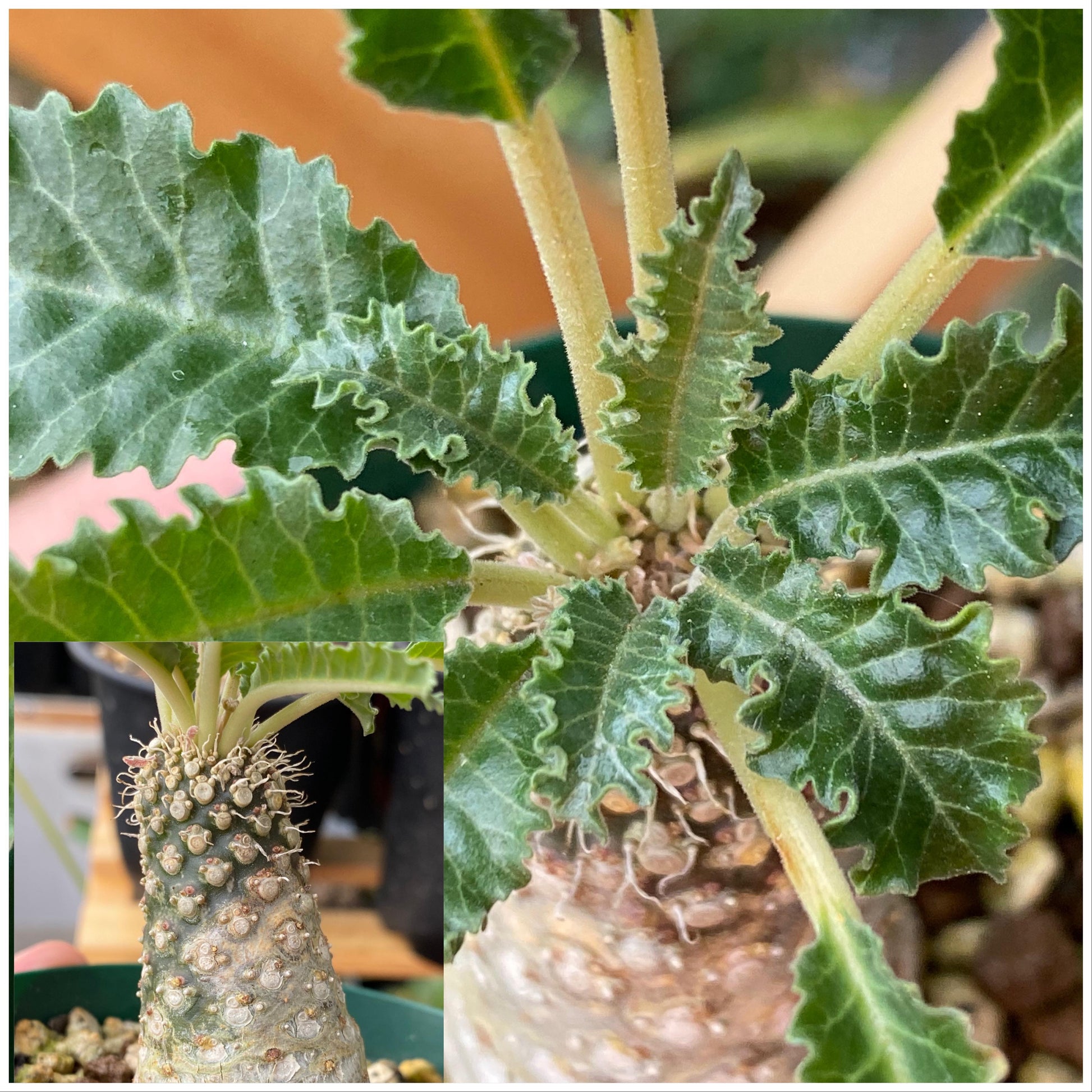 Dorstenia Lavrano Flower seeds for Planting Low Maintenance Heirloom & GMO Free Seeds for Home Garden 
 
 Sale