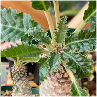 Dorstenia Lavrano Flower seeds for Planting Low Maintenance Heirloom & GMO Free Seeds for Home Garden 
 
 Sale