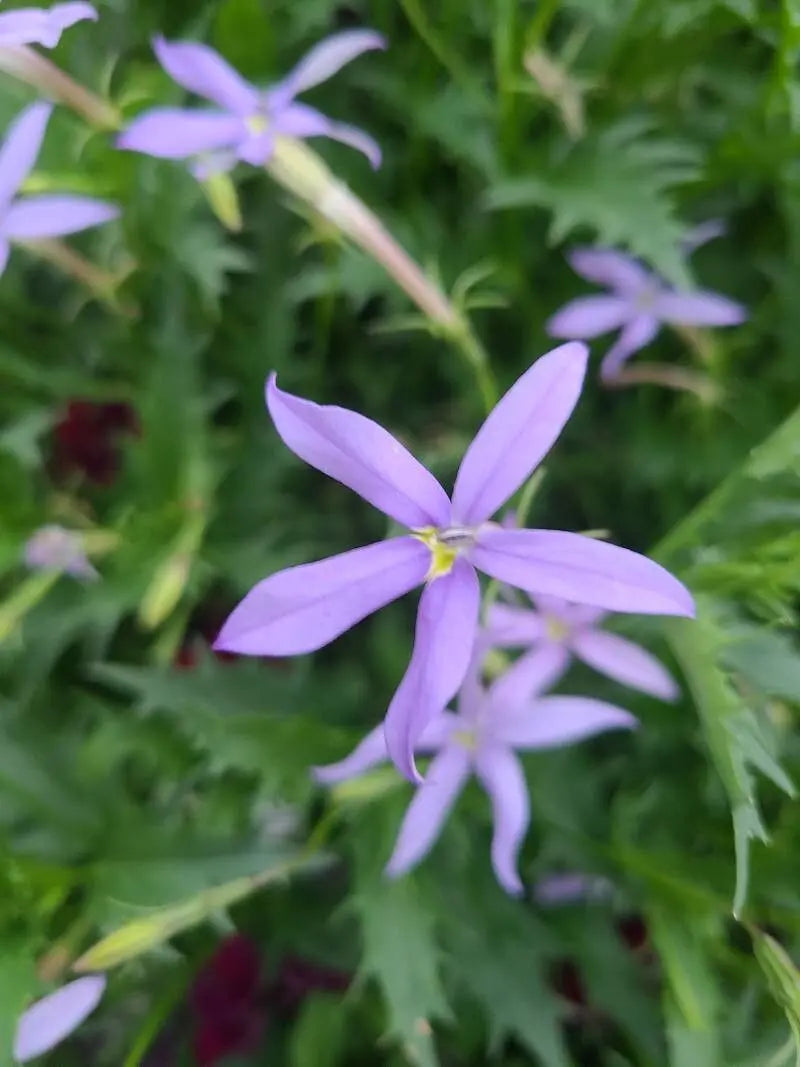 Violet Isotoma Axillaris Flower seeds for Planting - Drought Tolerant, Heirloom & GMO Free Seeds for Home Garden