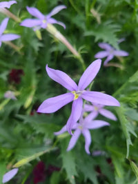 Violet Isotoma Axillaris Flower seeds for Planting - Drought Tolerant, Heirloom & GMO Free Seeds for Home Garden