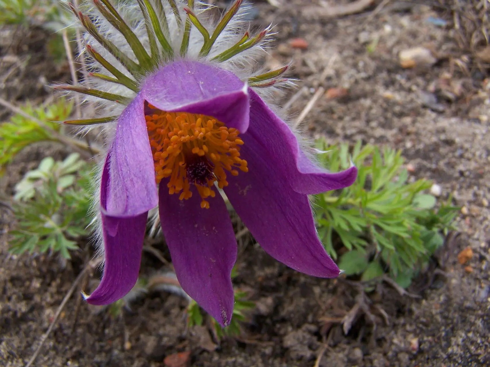 Purple Pasque Flower seeds for Planting - Seasonal Bloomer, Heirloom & GMO Free Seeds for Home Garden