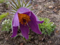 Purple Pasque Flower seeds for Planting - Seasonal Bloomer, Heirloom & GMO Free Seeds for Home Garden