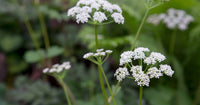 Scotch Lovage (Ligusticum scoticum) Flower seeds for Planting - Wildflower Mix, Heirloom & GMO Free Seeds for Home Garden
 
 Sale seeds for home garden