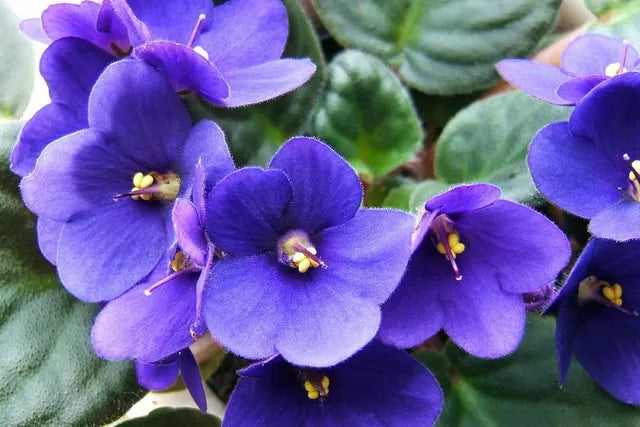Violet Mini Violet Flower Seeds for Planting Cottage Garden Essential Heirloom & GMO Free Seeds for Home Garden
 
 Sale