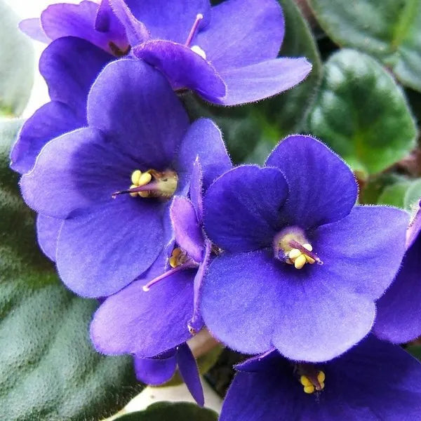 African Violet Flower seeds for Planting - Easy to Grow, Heirloom & GMO Free Seeds for Home Garden