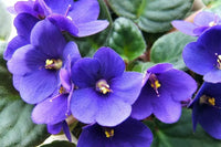 Sellify Flower seeds for Planting Sun Loving Heirloom & GMO Free Seeds for Home Garden 
 
 Sale