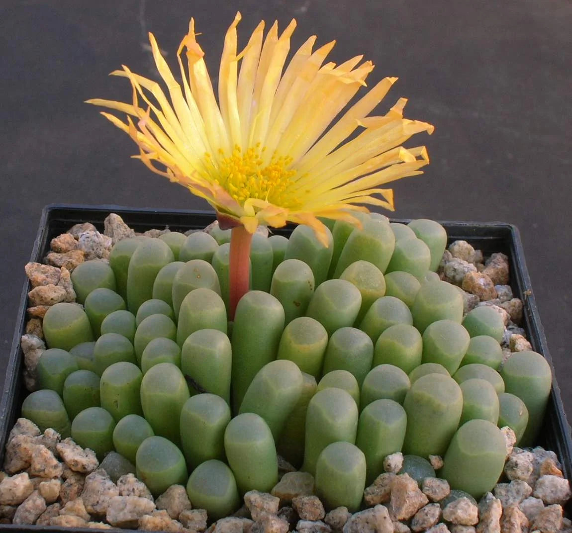 Heirloom Baby Toes Succulent Flower seeds for Planting Premium Quality Heirloom & GMO Free Seeds for Home Garden