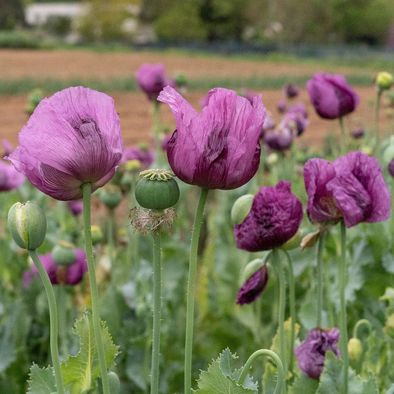Violet Eschscholtzia Flower Seeds Easy to Grow Heirloom & GMO Free Seeds for Home Garden
 
 Sale