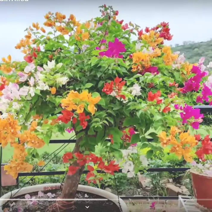 Mixed Bougainvillea Flower seeds for Planting - Low Maintenance, Heirloom & GMO Free Seeds for Home Garden