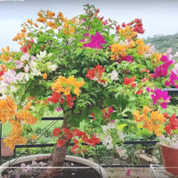 Mixed Bougainvillea Flower seeds for Planting - Low Maintenance, Heirloom & GMO Free Seeds for Home Garden