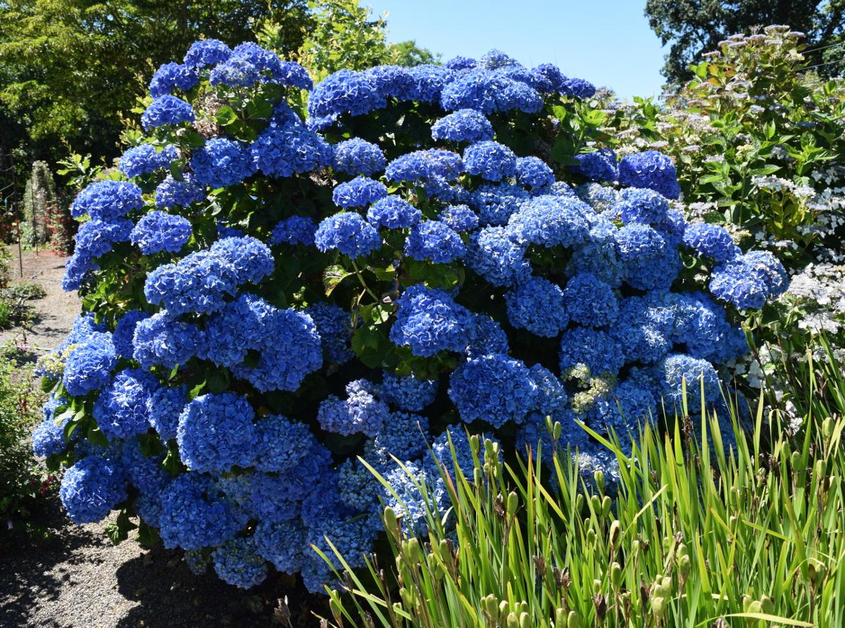 Dark Blue Hydrangea Flower seeds for Planting - Low Maintenance, Heirloom & GMO Free Seeds for Home Garden