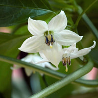 Jalapeno Flower seeds for Planting Wildflower Mix Heirloom & GMO Free Seeds for Home Garden