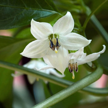 Jalapeno Flower seeds for Planting Wildflower Mix Heirloom & GMO Free Seeds for Home Garden