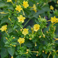 Yellow Huang Moli Flower seeds for Planting - Cut Flower Favorite, Heirloom & GMO Free Seeds for Home Garden