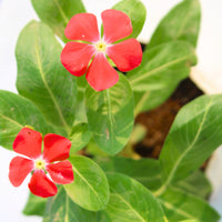 Red Periwinkle Flower seeds for Planting - Low Maintenance, Heirloom & GMO Free Seeds for Home Garden