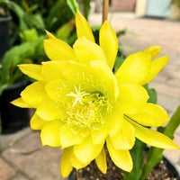 Yellow Nopalxochia Flower seeds for Planting Vibrant Colors Heirloom & GMO Free Seeds for Home Garden