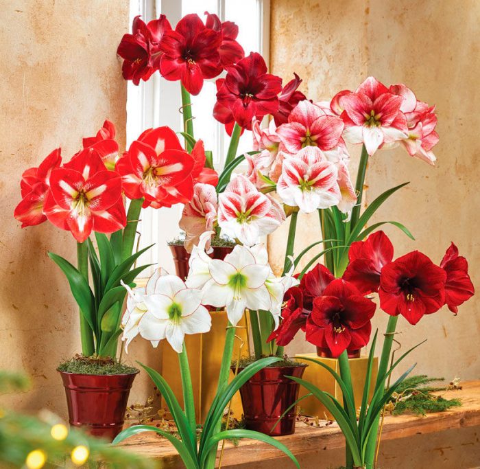 Mixed Amaryllis Bulbs Flower seeds for Planting - Bright Blooms, Heirloom & GMO Free Seeds for Home Garden