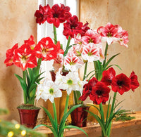 Mixed Amaryllis Bulbs Flower seeds for Planting - Bright Blooms, Heirloom & GMO Free Seeds for Home Garden
