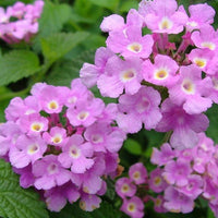 Violet Lantana Flower Seeds Long Bloom Season Heirloom & GMO Free Seeds for Home Garden
 
 Sale