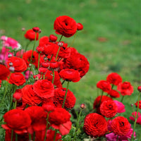 Red Ranunculus Flower Seeds Flower seeds for Planting Sun Loving Heirloom & GMO Free Seeds for Home Garden